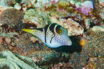 Fototapeta na wymiar Saddled pufferfish Canthigaster valentini