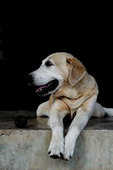Yellow Labrador lay down on the concrete floor and waiting to play with black background for copy space.
