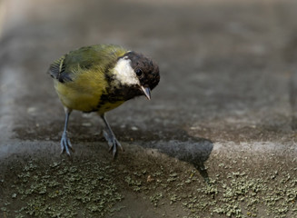 Curious Great Tit