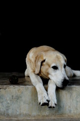 Yellow Labrador lay down on the concrete floor and waiting to play with black background for copy space.