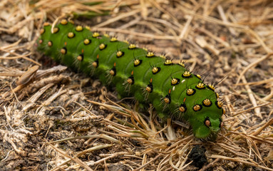 Emperor Moth Caterpillar