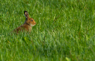 Morning Rabbit