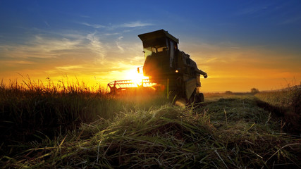 Fototapeta premium Harvesting combine barley in the field harvesting wheat at sunset, sunrise, cinematic view
