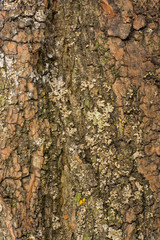 tree bark texture