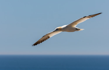 Northern Gannets