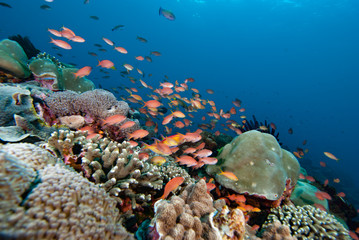 Fototapeta na wymiar Tropical Coral Reef Underwater Landscape Anthias