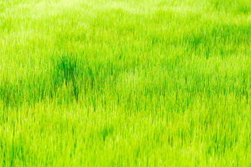 Fototapeta premium paddy rice in field