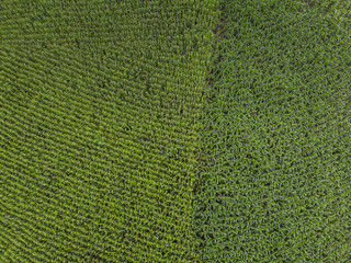 Rural landscape, Field of corn ready for harvest in the background the mountains