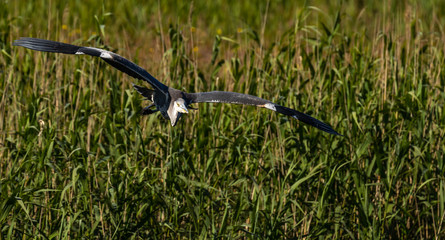 Fototapeta na wymiar Heron in Flight