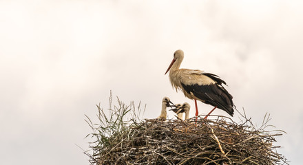 White Stork with Chicks