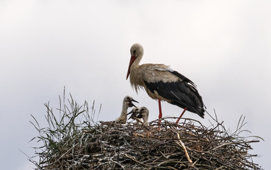 White Stork with Chicks