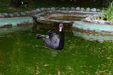black swan in the lake