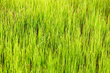 paddy rice in field