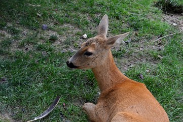 roe deer in the meadow
