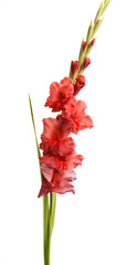 gladiolus flower isolated - obrazy, fototapety, plakaty