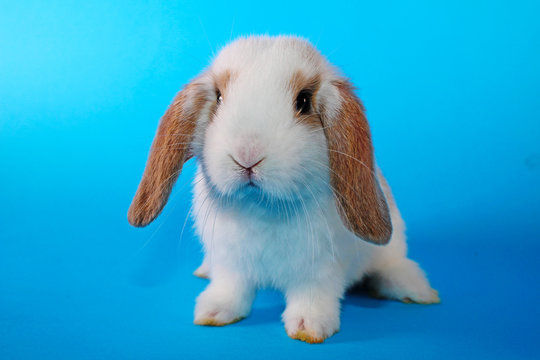 White hotot lop Cute bunny rabbit kit on colorful studio background