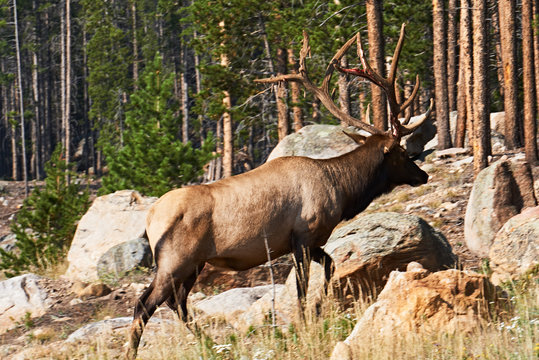 Bleeding Bull Elk in Rocky Mountain National Park Colorado