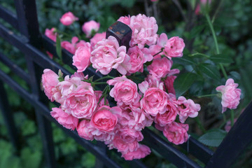 Pink roses on fence
