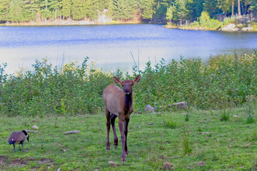 Adult female deer by a lake