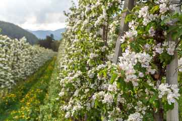 Apple tree blossom. Apple Orchards in spring time, northern Italy