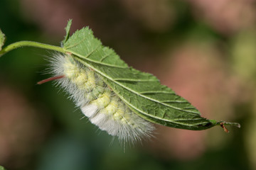 Buchenstreck-Raupe