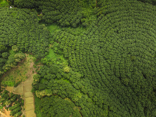 rubber trees industry on the Mountain in Thailand,