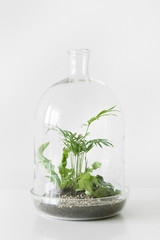 Green plants in pots protected by a glass dome bottle on a white table background. Environment protection, small home garden.