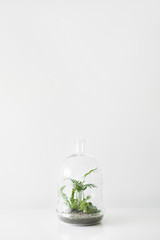 Green plants in pots protected by a glass dome bottle on a white table background. Environment protection, small home garden.
