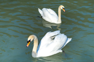 Two white swans. Swans swim in the lake at sunset of the day. A couple of swans together in love.