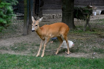 deer in the meadow and chickens
