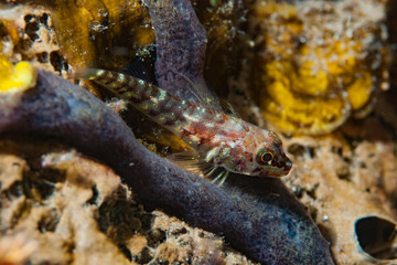 Goby