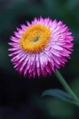 Pink Strawflower, yellow in the middle, Everlasting Daisy