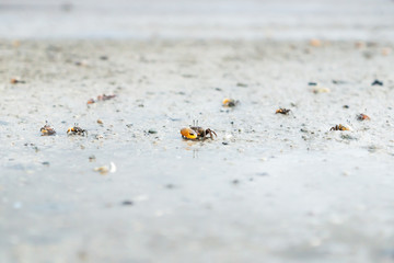 Small crabs army in the wet sand of the island Koh Mook, Thailand