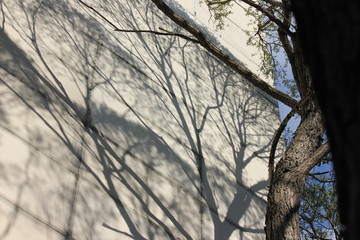 branches shadows wall trees