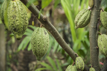The cocoa tree with fruits. Yellow and green Cocoa pods grow on the tree