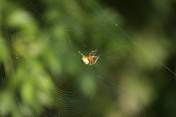 Iowa Marbled Orb Weaver (Araneus marmoreus) pouncing on trapped Common Greenbottle Fly (Lucilia sericata) in Riverside Park, Guthrie Center.