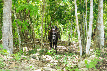 Saddled horse in the sunny jungle of Peten near El Remate, Guatemala, Central America