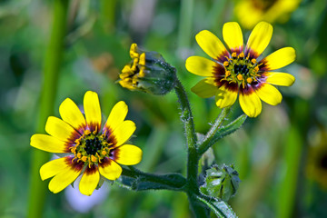 Bright yellow and red flowering herb