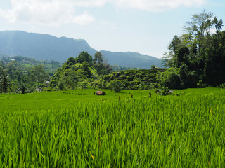 Reisfeld, Sidemen, Bali, Indonesien, Asien