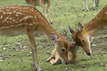 Naklejka na ściany i meble grazing deers stag hart on the meadow