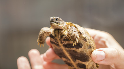 small, ground turtle or mountain turtle in the hands of a man with a copy of space for your text - Powered by Adobe