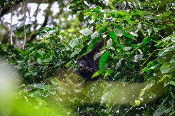 the monkey congo in its habitat