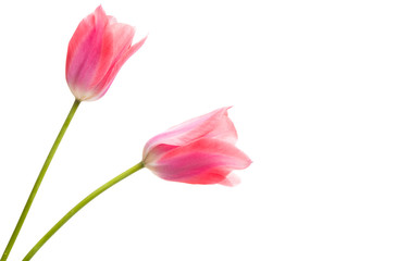 pink tulips isolated