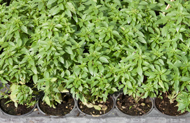 Basil in pots for sale