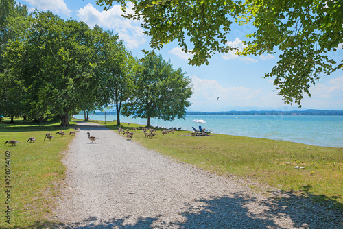 Erholungsgelände Ambach am Starnberger See, Uferweg mit Gänsen ... Erholungsgelände Ambach am Starnberger See, Uferweg mit Gänsen ...