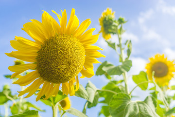 ํYellow sunflower in the clear sky day