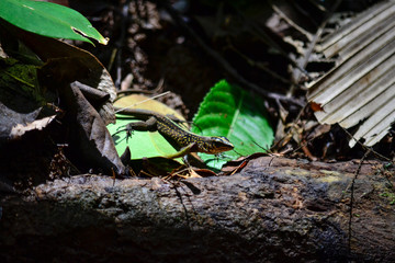 reptile walking in the vegetation of the jungle