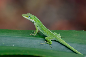 Green Anole