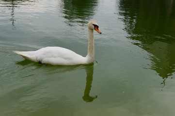 swan on the lake
