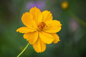 Yellow Flower / flor amarilla